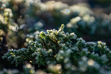 Moss and lichen in macro photography
