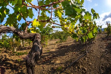 Fototapeta premium Vineyards