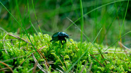 beetle
