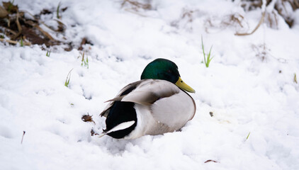 A beautiful drake lies in the snow, good winter day