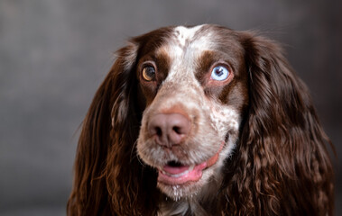 Smiling chocolate spaniel with different eyes on grey background 