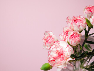 Mini carnation flowers in a vase on pink background