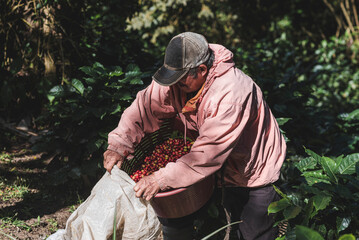 Adulto mayor recolectando café en la montaña en Costa Rica