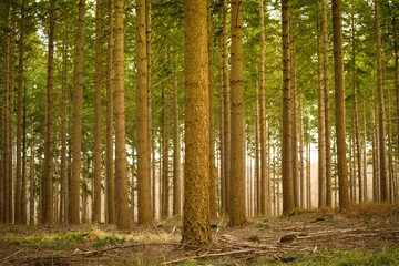 Forêt de pins sous un soleil d'automne
