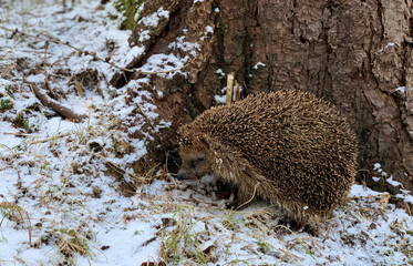 Igel im Schnee