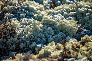 Naklejka na ściany i meble Moss and lichen in macro photography
