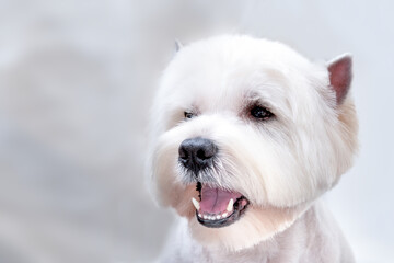 Portrait Close-up  of a West Highland white terrier on a light background