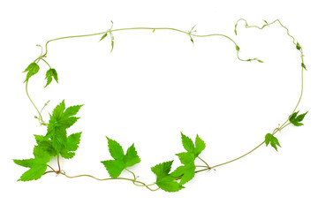 Natural fresh hop plant vine isolated on a white background. Top view.