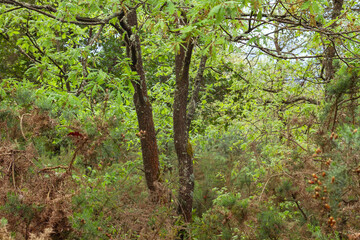 Fototapeta na wymiar Green forest landscpae