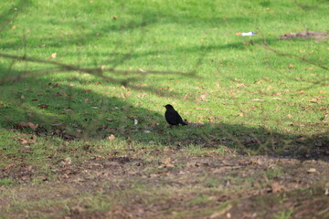 Spaziergang der Amsel