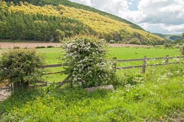 Summertime landscape in Radnorshire, Wales.