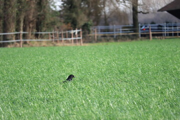 der Rabe im Gras