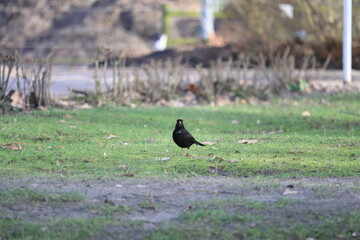 Spaziergang der Amsel