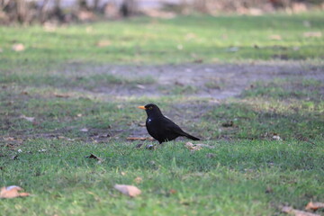 Spaziergang der Amsel