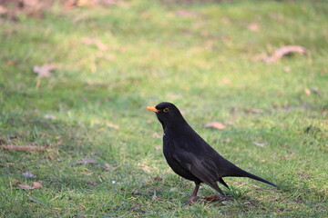 Spaziergang der Amsel