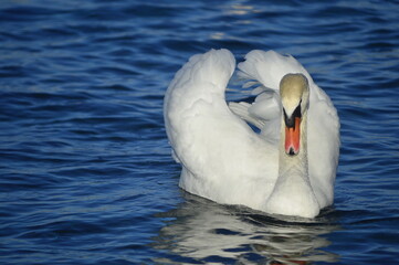 Obraz premium beautiful swan swimming with open wings 