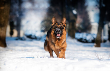 dog shepherd in the snow in winter