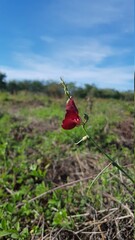 flower in the wind