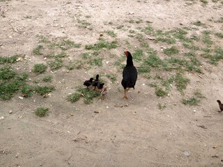 bird in Zanzibar island Tanzania