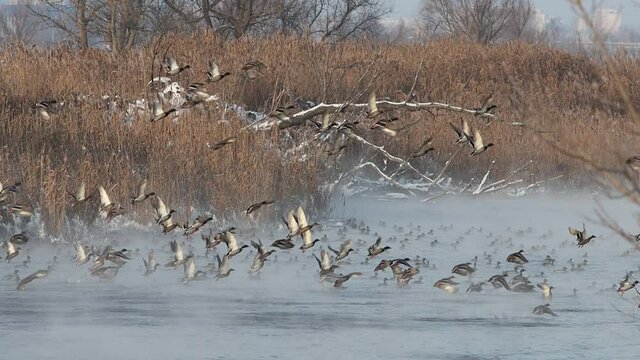 mallards in a huge flock take off from the river