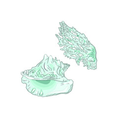 Vector Illustration of a light blue freehand seashell, anthozoa in line style, isolated on a white background. Marine illustrations for printing on the menu, icon, logo, template for the designer