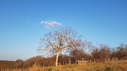 tree in the field