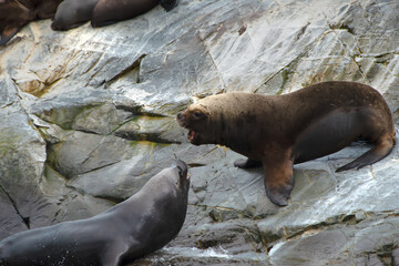 Sea Lions on a Rock in Beagle Channel, Argentina