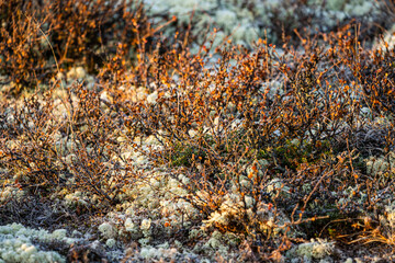 Moss and lichen in macro photography