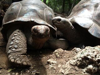 tortoises in Prison or Changuu Island Zanzibar Tanzania