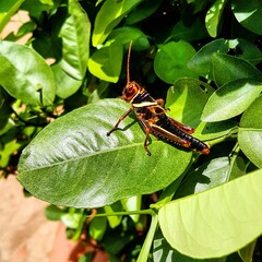 green grasshopper on a leaf