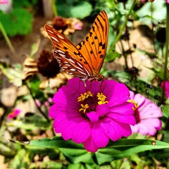 butterfly on flower