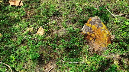 moss on the ground