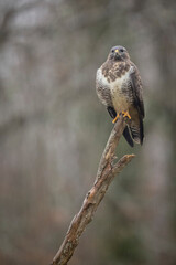 Buse variable Buteo buteo sous la pluie