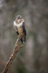 Buse variable Buteo buteo sous la pluie