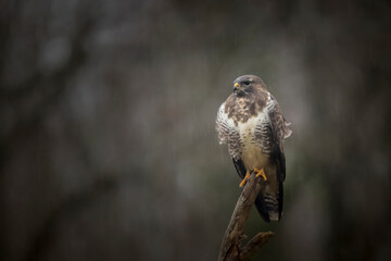 Buse variable Buteo buteo sous la pluie