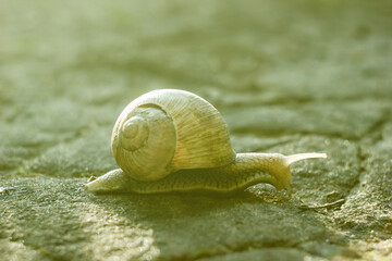 Garden snail crawling on road at sun light day, retro effect and soft selective focus