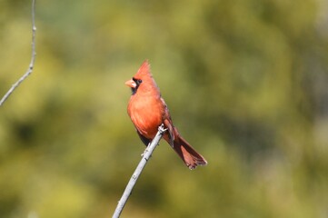 Cardinal red bird