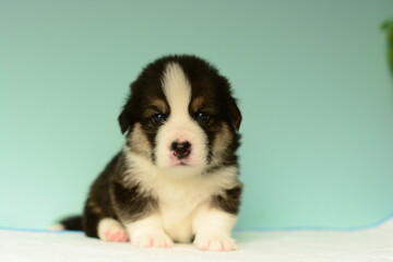 Photo of a Pembroke Welsh Corgi puppy in red colors, for the exhibition on a gray background. friendly dog, smiling and happy