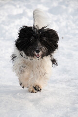 PON-Schapendoes Mix have fun running and playing in snow