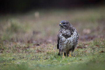 Buse variable Buteo buteo en ambiance hivernale