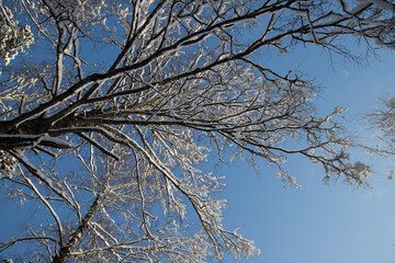 View of the winter blue sky through the snow-covered branches of trees. Winter plant background