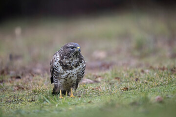 Buse variable Buteo buteo en ambiance hivernale