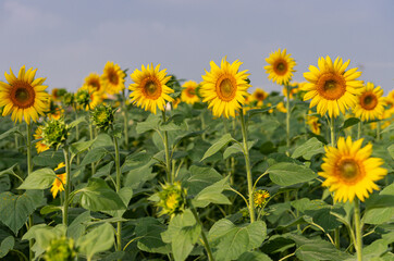 Dadegal, Karnataka, India - November 6, 2013: Closeup of blooming sunflower row in front of faded others mixes yellow and green under light blue cloudscape. 