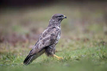 Buse variable Buteo buteo en ambiance hivernale
