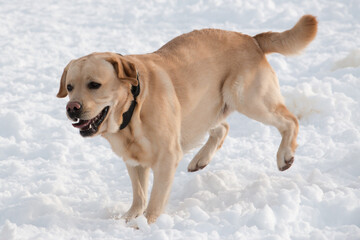 Labrador dog running in snow