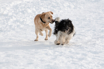 Labrador and PON-Schapendoes Mix playing  in snow