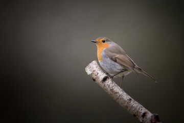 Fototapeta premium Rougegorge familier Erithacus rubecula perché sur branche de boulot