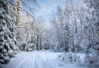 Winter road in the forest surrounded by snowdrifts and snow-covered trees. Winter background