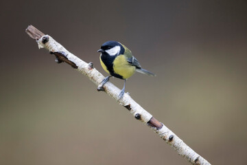 Mésange charbonnière Parus major perchée sur branche de bouleau