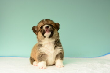 Photo of a Pembroke Welsh Corgi puppy in red colors, for the exhibition on a gray background. friendly dog, smiling and happy